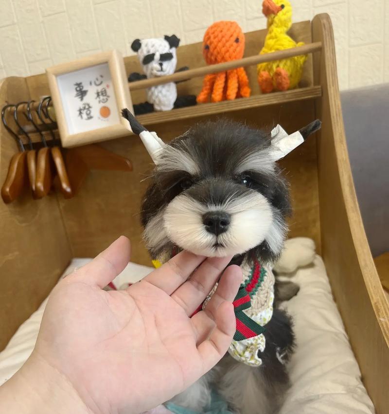 雪纳瑞生完宝宝该吃什么水果?(为了雪纳瑞的健康,选择适宜的水果是关键)(图2) 雪纳瑞生完宝宝该吃什么水果?(为了雪纳瑞的健康,选择适宜的水果是关键)(图2)