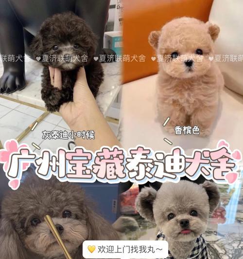 如何正确养玩具泰迪(关注养玩具泰迪的注意事项)(图1) 如何正确养玩具泰迪(关注养玩具泰迪的注意事项)(图1)