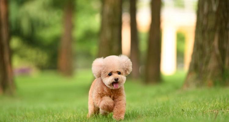 如何正确养玩具泰迪(关注养玩具泰迪的注意事项)(图3) 如何正确养玩具泰迪(关注养玩具泰迪的注意事项)(图3)