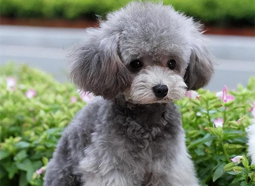 以泰迪犬4斤6两是什么体型？（探索泰迪犬的迷人体型及其特点）(图2)