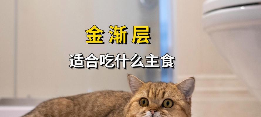 猫受伤后的饮食护理（为受伤猫提供适当的食物是关键）(图3)