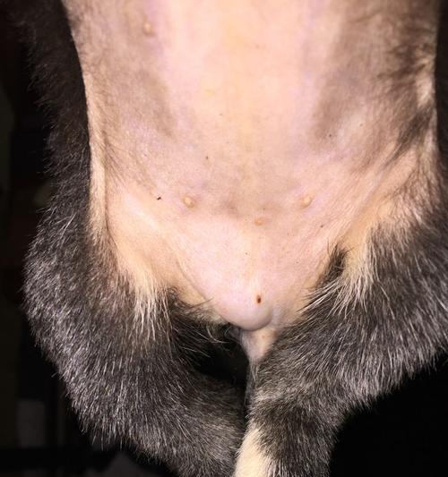 狗狗前列腺疾病解析（狗狗前列腺疾病的发生、症状和治疗方法）(图1)