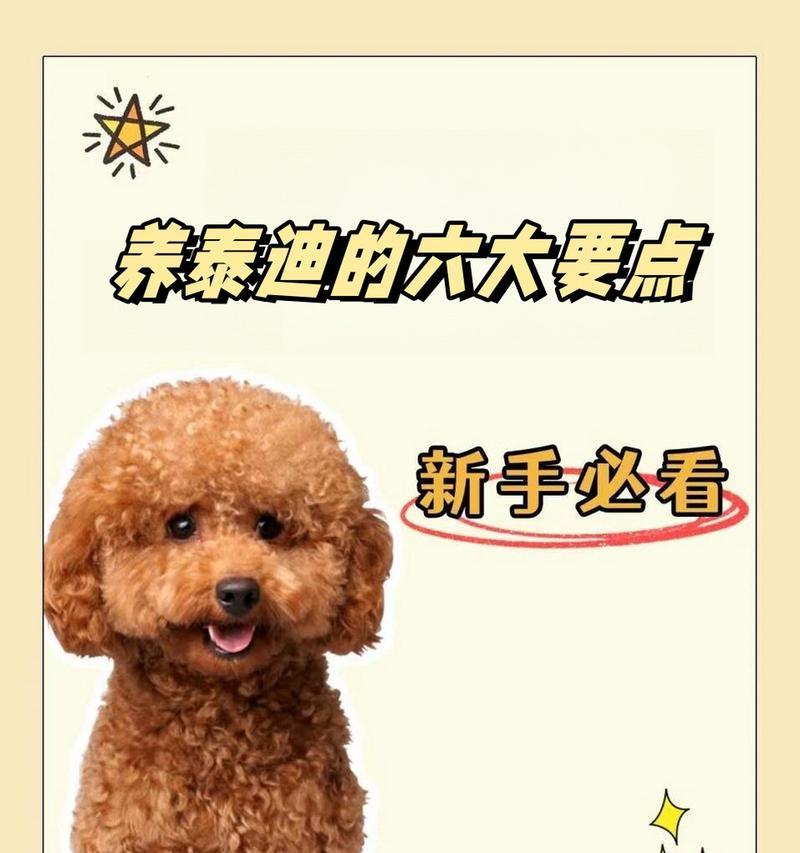 如何正确养玩具泰迪(关注养玩具泰迪的注意事项)(图2) 如何正确养玩具泰迪(关注养玩具泰迪的注意事项)(图2)