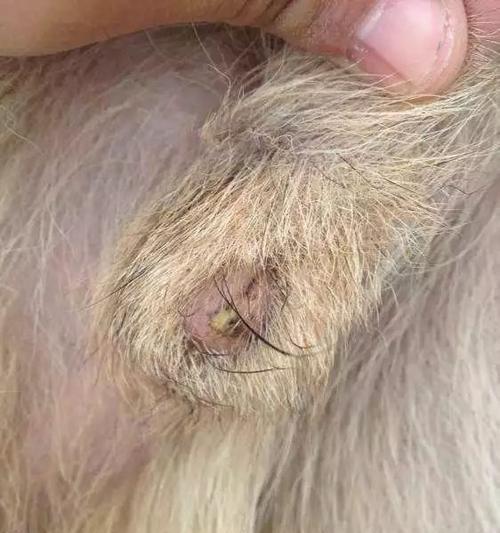 狗狗前列腺疾病解析（狗狗前列腺疾病的发生、症状和治疗方法）(图2)