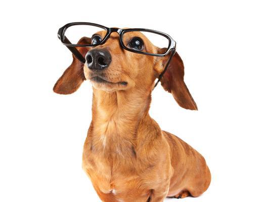 可爱的眼镜狗公仔——萌萌哒的小宠物（用眼镜装饰的狗公仔让你忍不住心动）(图1)