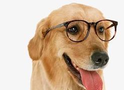 可爱的眼镜狗公仔——萌萌哒的小宠物（用眼镜装饰的狗公仔让你忍不住心动）(图3)