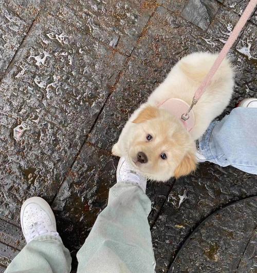 了解狗狗痉挛症（揭秘狗狗痉挛症的常见症状和有效处理方法）(图3)