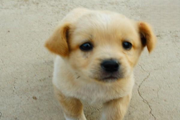 犬猫脑下垂体功能减退症(图2)