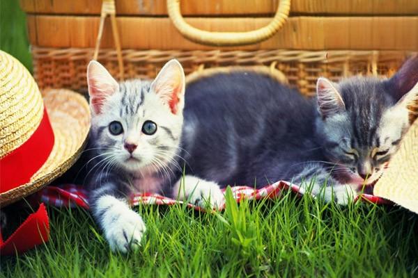 犬猫脑下垂体功能减退症 - 悠悠酷狗网