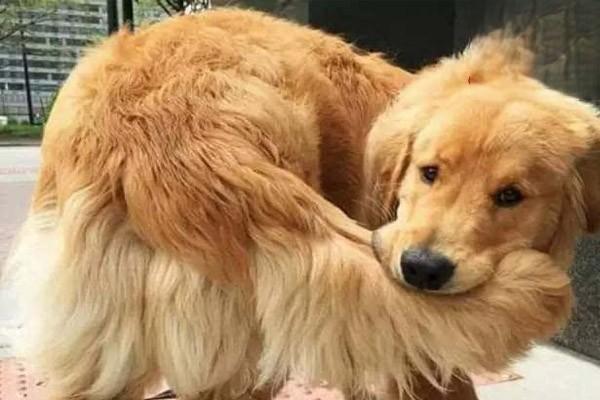 犬猫甲状腺功能减退症 - 悠悠酷狗网