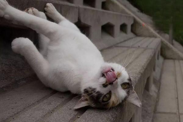 犬猫甲状腺功能减退症(图2)