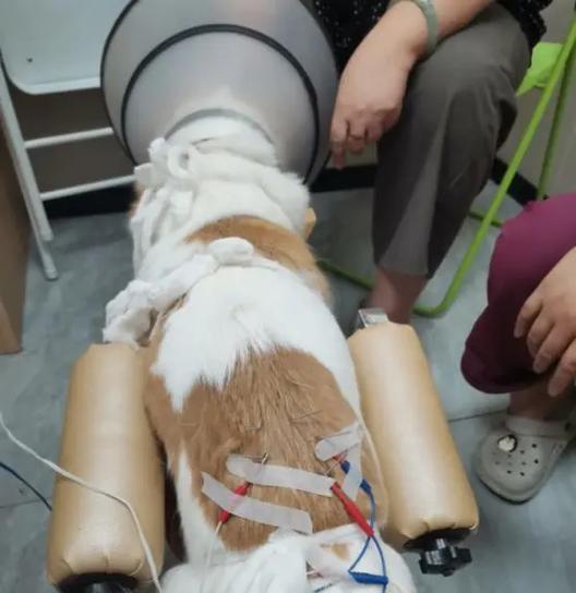 了解狗狗痉挛症（揭秘狗狗痉挛症的常见症状和有效处理方法）(图2)