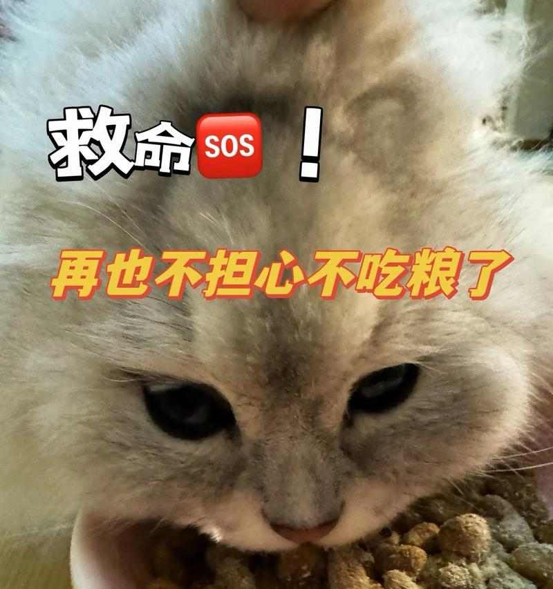 为什么猫咪吃猫粮会拉稀？（探究猫咪消化系统对猫粮的反应与拉稀原因）(图1)