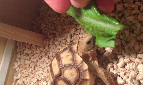 探索苏卡达美食文化(苏卡达美食盛宴)(图2) 探索苏卡达美食文化(苏卡达美食盛宴)(图2)