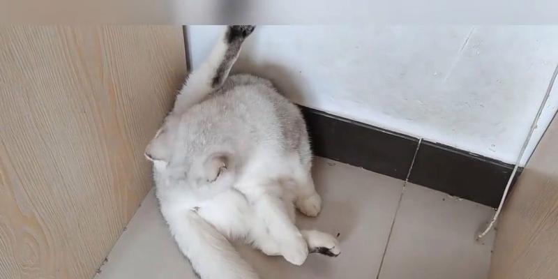 为什么猫咪吃猫粮会拉稀？（探究猫咪消化系统对猫粮的反应与拉稀原因）(图2)