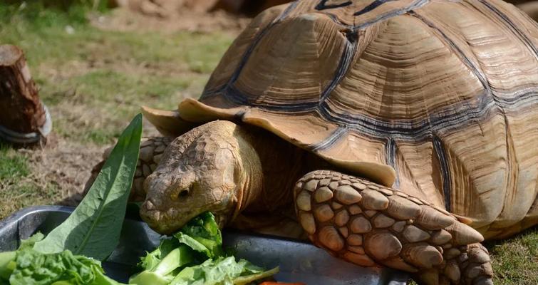 探索苏卡达美食文化(苏卡达美食盛宴)(图1) 探索苏卡达美食文化(苏卡达美食盛宴)(图1)