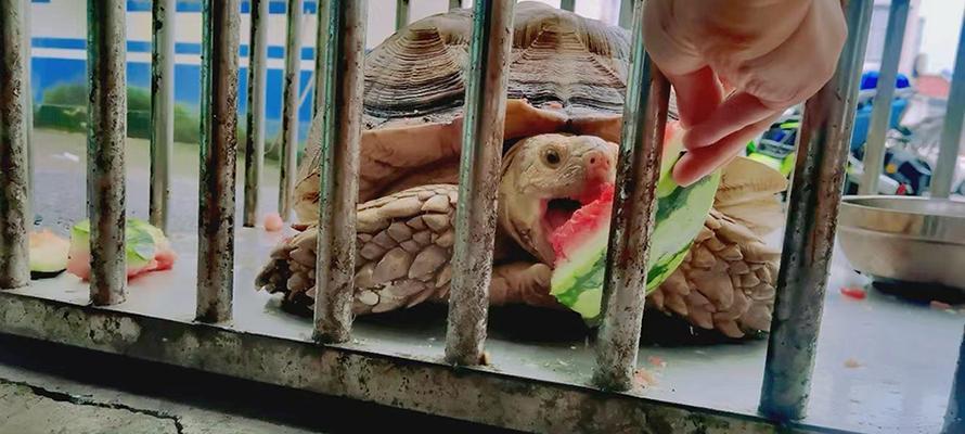 探索苏卡达美食文化(苏卡达美食盛宴)(图3) 探索苏卡达美食文化(苏卡达美食盛宴)(图3)