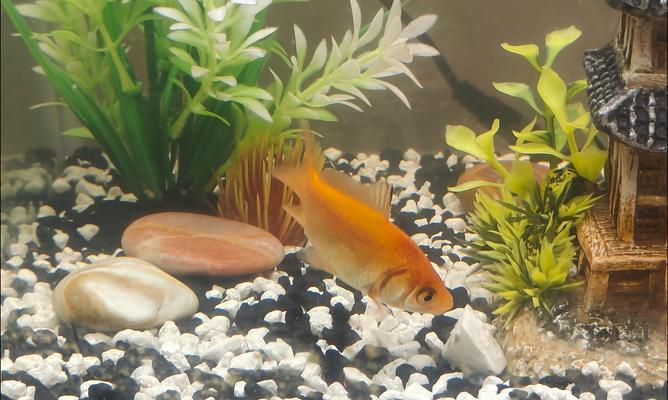 金鱼的饮食环境喜好与适应能力(探秘金鱼喜欢在何种环境下享用美食的原因与方式)(图2) 金鱼的饮食环境喜好与适应能力(探秘金鱼喜欢在何种环境下享用美食的原因与方式)(图2)