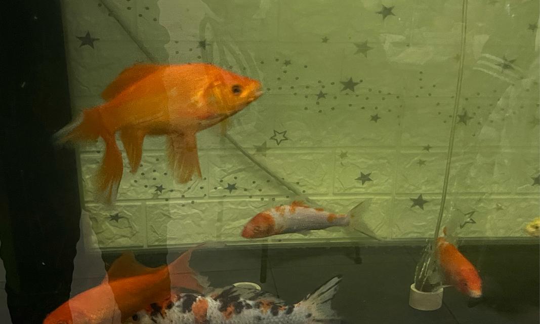 金鱼的饮食环境喜好与适应能力(探秘金鱼喜欢在何种环境下享用美食的原因与方式)(图3) 金鱼的饮食环境喜好与适应能力(探秘金鱼喜欢在何种环境下享用美食的原因与方式)(图3)