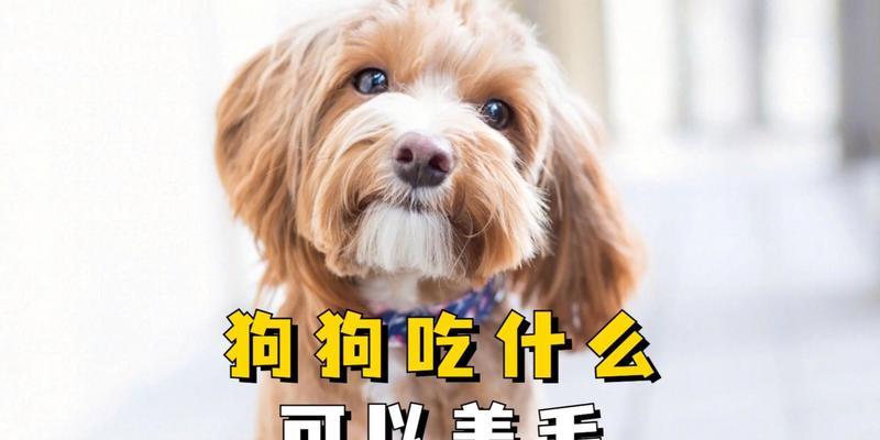 狗的快速生长之谜(探秘狗狗食量与体重成正比的原因,揭示幼犬成长的秘密)(图2) 狗的快速生长之谜(探秘狗狗食量与体重成正比的原因,揭示幼犬成长的秘密)(图2)