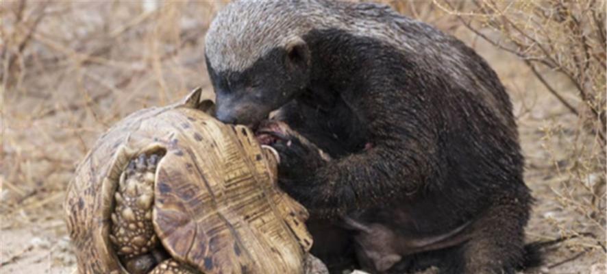 大鳄龟冬眠的好处（为什么大鳄龟冬眠？）(图1)