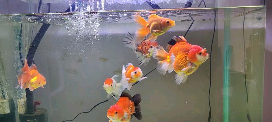 金鱼的饮食环境喜好与适应能力(探秘金鱼喜欢在何种环境下享用美食的原因与方式)(图1) 金鱼的饮食环境喜好与适应能力(探秘金鱼喜欢在何种环境下享用美食的原因与方式)(图1)