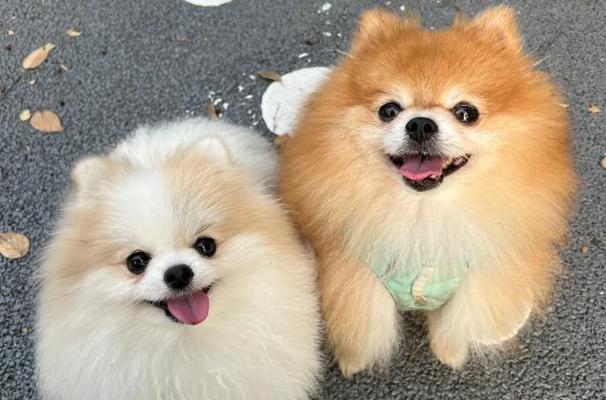 选择适合家庭的小型犬，让生活更美好（挑选合适的小型犬伴侣，享受无尽的快乐）(图1)