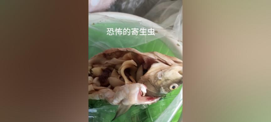 肚子长虫，你应该知道的症状（揭开肚子长虫症状的真相，了解）(图2)