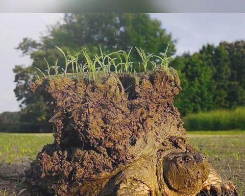 大鳄龟冬眠的好处（为什么大鳄龟冬眠？）(图2)