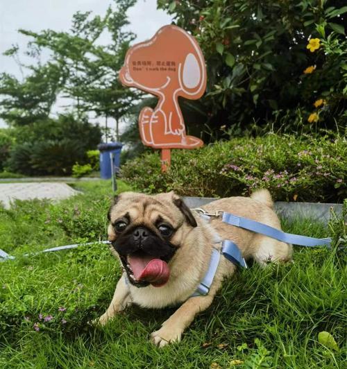 选择适合家庭的小型犬，让生活更美好（挑选合适的小型犬伴侣，享受无尽的快乐）(图3)