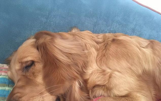 揭秘狗狗长不胖的原因(狗狗如何保持健康体重)(图1) 揭秘狗狗长不胖的原因(狗狗如何保持健康体重)(图1)