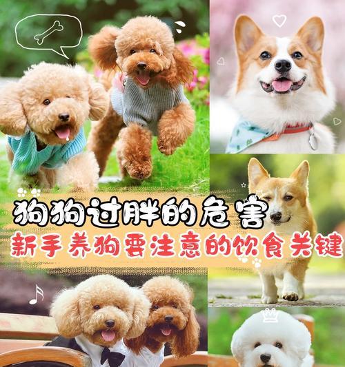 揭秘狗狗长不胖的原因(狗狗如何保持健康体重)(图2) 揭秘狗狗长不胖的原因(狗狗如何保持健康体重)(图2)