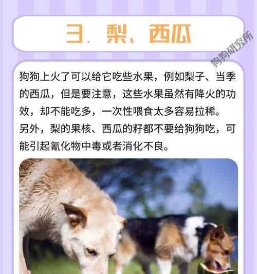 狗的快速生长之谜(探秘狗狗食量与体重成正比的原因,揭示幼犬成长的秘密)(图1) 狗的快速生长之谜(探秘狗狗食量与体重成正比的原因,揭示幼犬成长的秘密)(图1)