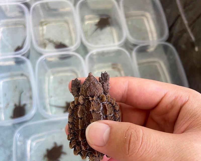 大鳄龟冬眠的好处（为什么大鳄龟冬眠？）(图3)