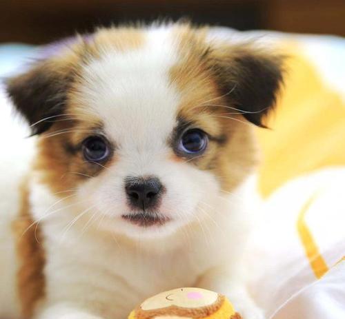 小狗的食物和毛发颜色的关系（狗粮中含有的关键营养成分对小狗毛发颜色的影响）(图1)