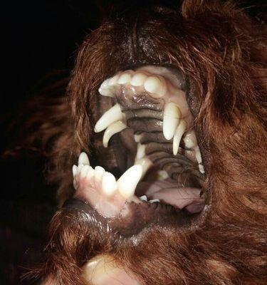 探讨狗狗的牙齿生长周期(狗狗牙齿的发育过程及关键时期)(图3) 探讨狗狗的牙齿生长周期(狗狗牙齿的发育过程及关键时期)(图3)