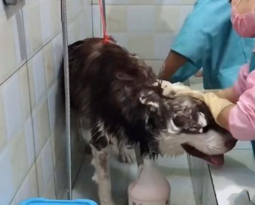 狗不洗澡的危害大，主人要重视（狗不洗澡的后果令人震惊，疏于护理将影响它的健康和生活质量）(图2)