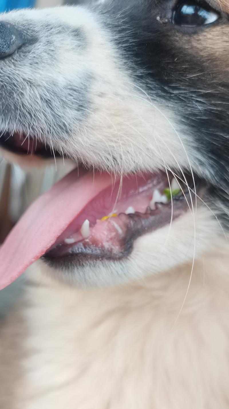 探讨狗狗的牙齿生长周期(狗狗牙齿的发育过程及关键时期)(图2) 探讨狗狗的牙齿生长周期(狗狗牙齿的发育过程及关键时期)(图2)