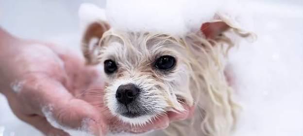 狗不洗澡的危害大，主人要重视（狗不洗澡的后果令人震惊，疏于护理将影响它的健康和生活质量）(图3)