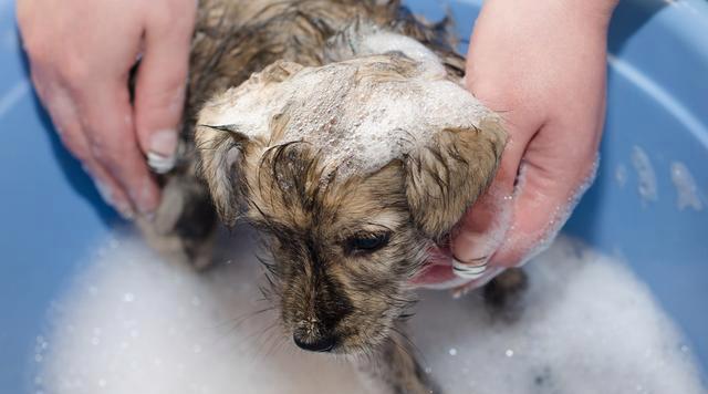 狗不洗澡的危害大，主人要重视（狗不洗澡的后果令人震惊，疏于护理将影响它的健康和生活质量）(图1)