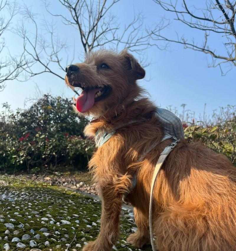 春天小狗的可爱特点(探索春天小狗的活泼、聪明和友善)(图2) 春天小狗的可爱特点(探索春天小狗的活泼、聪明和友善)(图2)