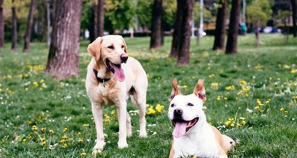 春天小狗的可爱特点(探索春天小狗的活泼、聪明和友善)(图3) 春天小狗的可爱特点(探索春天小狗的活泼、聪明和友善)(图3)