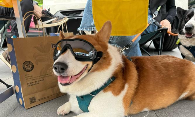 春天小狗的可爱特点（探索春天小狗的活泼、聪明和友善） - 悠悠酷狗网