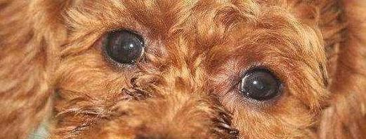 探究泰迪狗体臭的原因（分析泰迪狗体臭的成因及解决方案） - 悠悠酷狗网