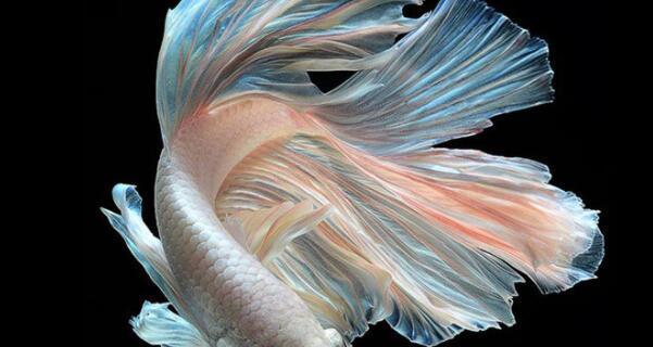 如何选择适合的斗鱼底砂类型？（为你解析不同类型底砂的优劣势）(图2)