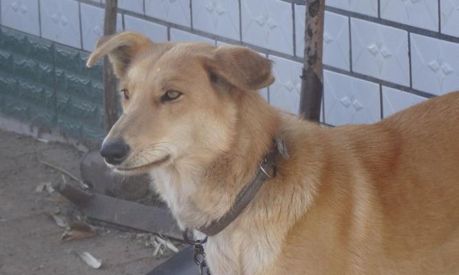 选择适合看家护院的狗（如何选择合适的守护犬品种）(图3)