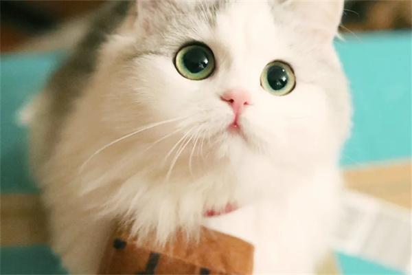 猫咪黄疸能自愈吗? 猫咪黄疸能自愈吗?(图1)