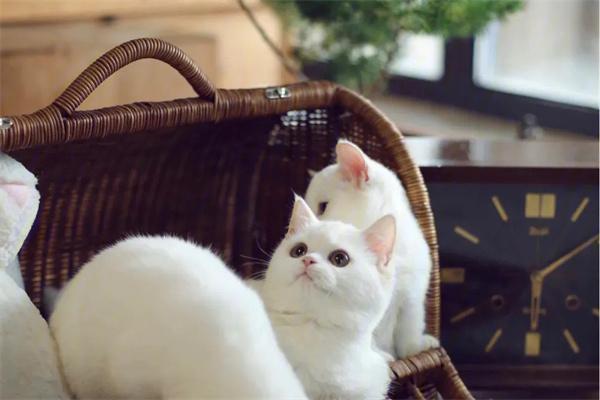 猫咪对主人哈气怎么办？(图2)