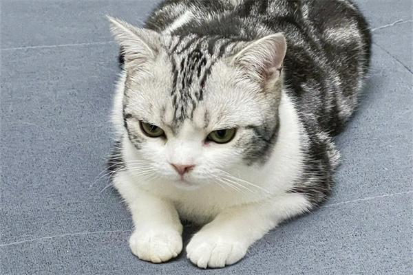 猫咪对主人哈气怎么办？(图1)