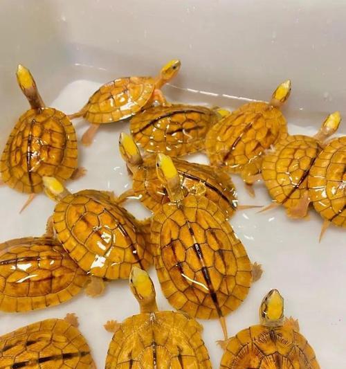 观赏型乌龟的饮食需求（了解观赏型乌龟的食物选择与喂养技巧）(图2)